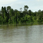 Auf dem Kinabatangan