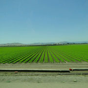 Riesige Plantagen um San Francisco