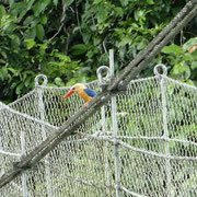 Ein "Stork billed kingfisher" (gibt es nicht auf deutsch)