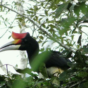 Ein Nashornvogel (Rhinoceros Hornbill)