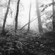 「霧の林」