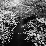 「目黒川の桜」2013