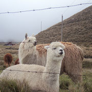 Alpacas, une espèce de lama dont ils utilisent la laine.