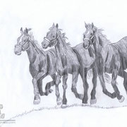 02.05.2013 schwarze Pferde (aus dem Internet)