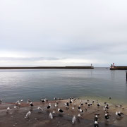 Port-en-Bessin. Vendredi 13 novembre 2020.