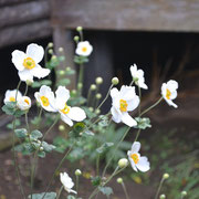 シュウメイギク（秋明菊）別名：キフネギク（貴船菊）２