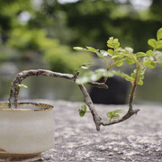 【環 cry bnsai】粘土でできた盆栽