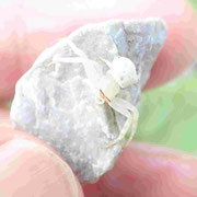 アズチグモは、通常白い花などに隠れるが、このクモは白い石に擬態していた