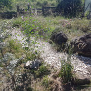 Juni 2024: Es wächst zu, Malve, Lavendel und Yucca haben gerade Blütezeit, die Vegetation trocknet ab
