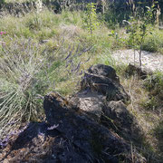 Lavendel neben den großen Bruchsteinen, im Hintergrund der Schotterbereich