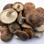 Shitake