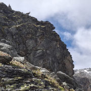 Wächter der Hütte.