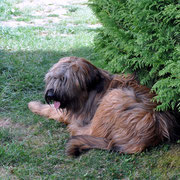 Schatten genießen