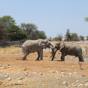 Zwei Elefanten am Zanken...