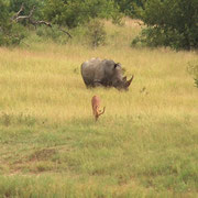 BREITMAULNASHORN UND IMPALA