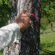 traces des griffes sur l'arbre