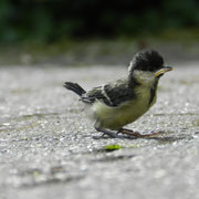 Junge Kohlmeise, Frankenthal, 2.Q/2011, TK6416