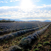 Plateau de Valensol