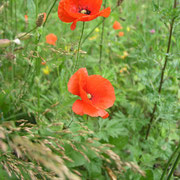 Klatschmohn (Papaver rhoeas) - © Blockhaus Profi