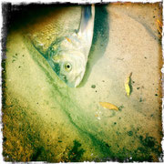 Fisch