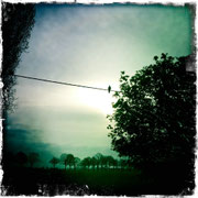 Taube