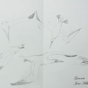 Gannets by Jane Milloy