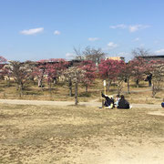 梅小路念公園