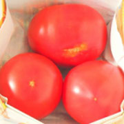 樹熟トマト　　 トマトのふるさとはアンデス地方。カロテンを多く含み、がん予防などが期待されています。