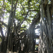 カピオラニパーク公園にある巨大なバンヤンの木
