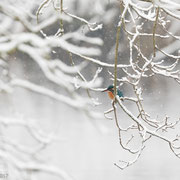 IJsvogel