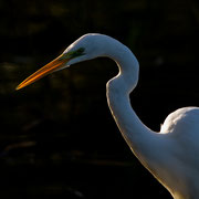 Grote zilverreiger