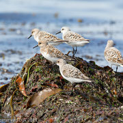 Drieteen strandlopers