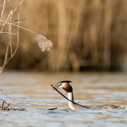 Fuut met nestmateriaal