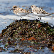 Drieteen strandlopers