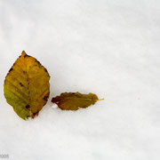 Blad in de sneeuw