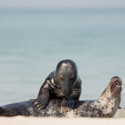 Spelende grijze zeehonden