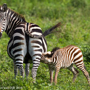 Zebra met kalf