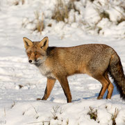 Vos in de sneeuw