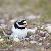 Bontbekplevier op nest