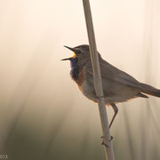 Blauwborst