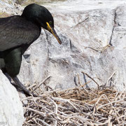 Kuifaalscholver bij nest