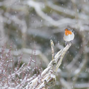 Roodborst