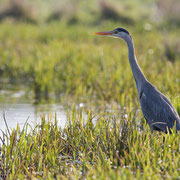 Blauwe reiger