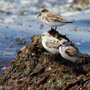 Drieteenstrandlopers