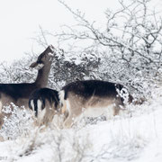 Damherten in de sneeuw