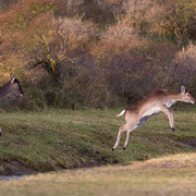 Damherten springen over het water