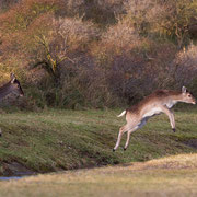 Damherten springen over het water