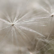 Pluis van paardenbloem