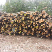 Das Buchenholz wird als 4m lange Stämme angeliefert.