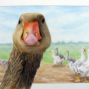 what's up Duck?, aquarel 40 x 50 cm